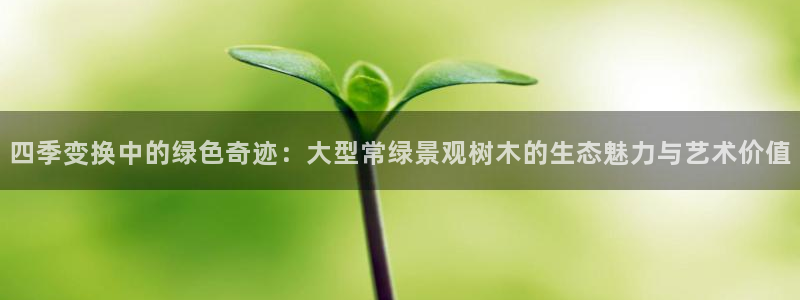 新宝gg运营88383:四季变换中的绿色奇迹:大型常绿景观树木的生态魅力与艺术价值